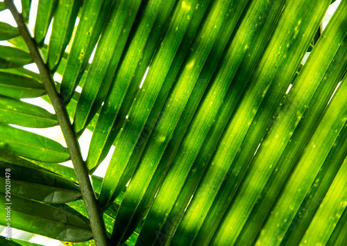 Abstract green  coconut leaf on sunlight using as a background concept