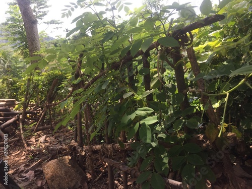 grapes in vineyard