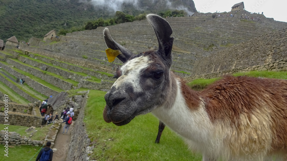 Lama on Machu Picchu, Peru Lama on Machu Picchu, Peru