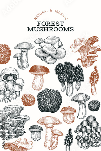Mushroom design template. Hand drawn vector food illustration. Engraved style. Vintage mushrooms different kinds background.