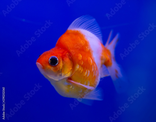Red and white Ryukin goldfish on blue background in aquarium tank © Itsanan