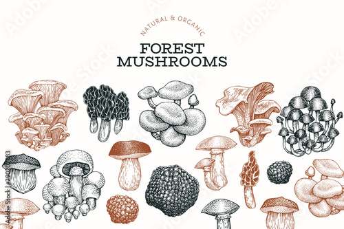 Mushroom design template. Hand drawn vector food illustration. Engraved style. Vintage mushrooms different kinds background.