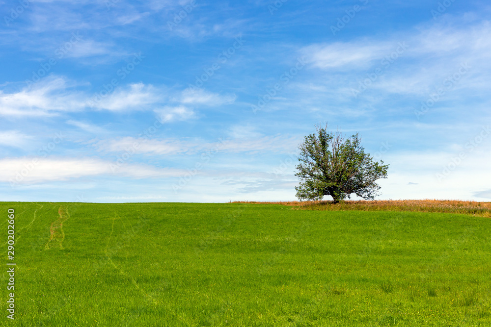 Lonely tree on the field in summer day Lonely tree on the field in summer day