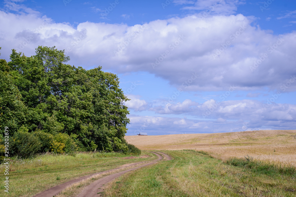 Road in the field on a summer day Road in the field on a summer day