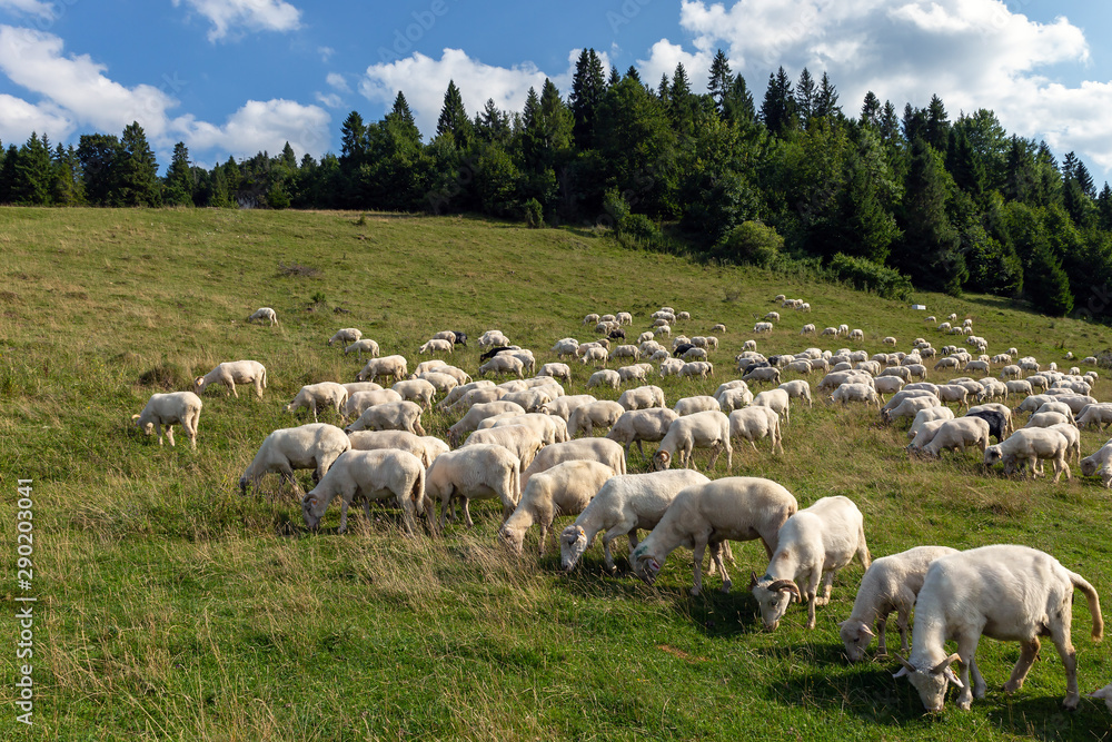 Sheep in a mountain pasture.