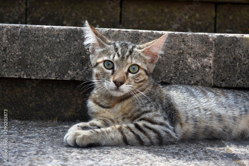 Fototapeta Naklejka Na Ścianę i Meble -  Tabby cat relaxing on the stone step of a stairs outdoor