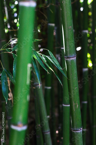 Green bamboo forest summer. Nature background
