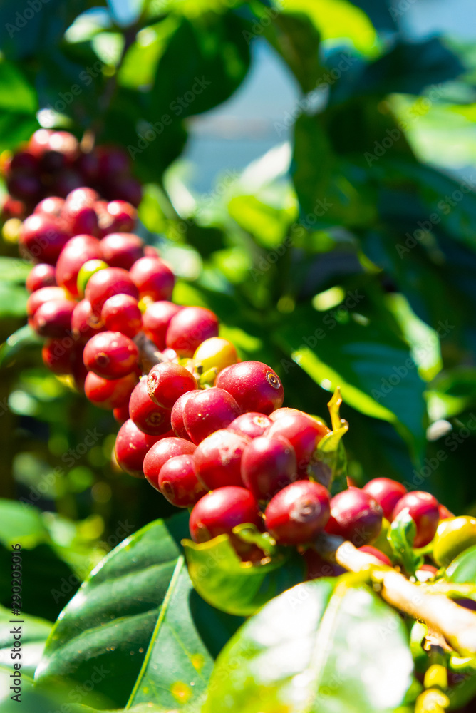 Fresh red coffee berries beans background.arabica coffee berries in organic coffee plantation Fresh red coffee berries beans background.arabica coffee berries in organic coffee plantation