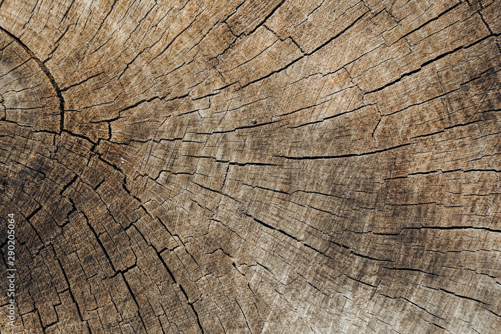 Fototapeta premium Wooden texture background. Brown wood texture, old wood texture for add text or work design for backdrop product. top view