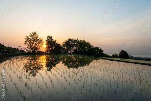朝日と水田に映り込む光景