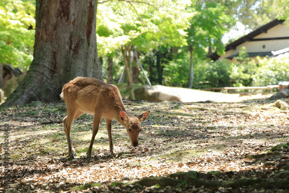 奈良公園-鹿-2019年5月
