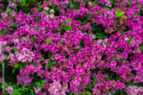 Group of fresh pink Paper flowers (Bougainvillea or Bougaville) with green leaves in the outdoor garden with soft lens filter and sun lighting background. Selective focus.