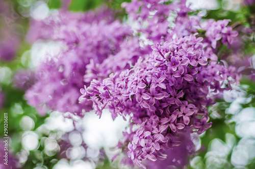 Fototapeta Naklejka Na Ścianę i Meble -  Spring lilac flowers