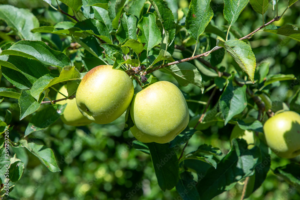 orchard with apple trees at the Alps in Salurn, orchard with apple trees at the Alps in Salurn,