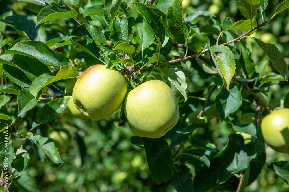 orchard with apple trees at the Alps in Salurn,