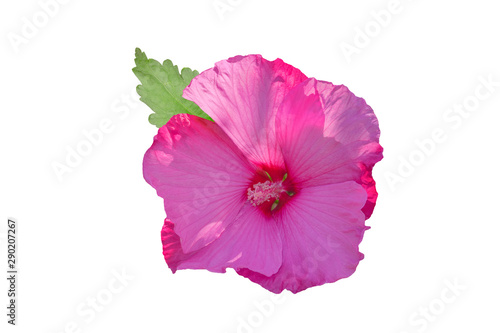 Beautiful pink hibiscus flower with green leaf isolated on white background. © Oksana