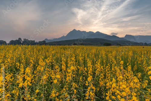 Yellow flower field with sunset behind the mountain.Crotalaria juncea flower plantation.Sceniery view of sunset with flower field in contryside landscape