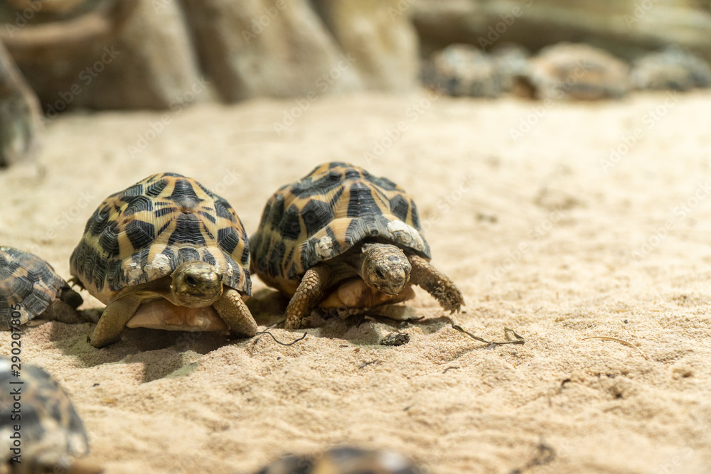 Fototapeta premium Gara di velocità