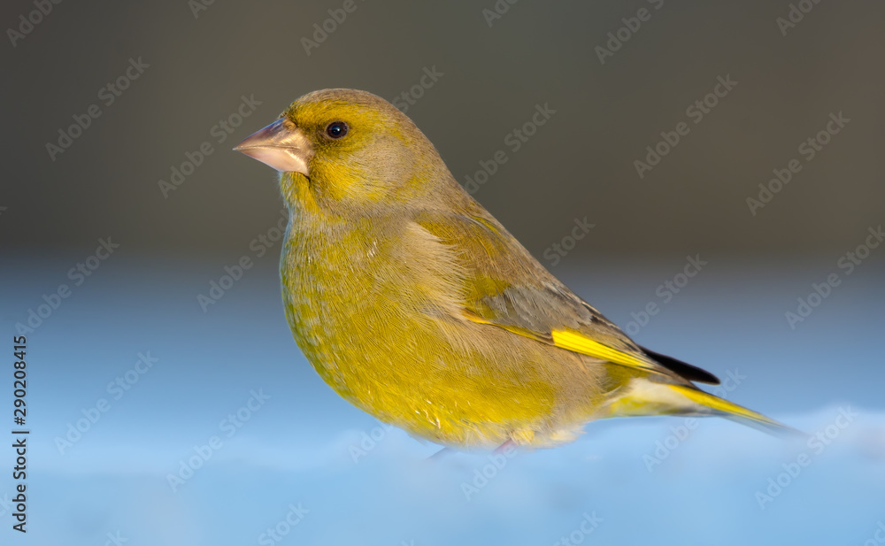 Adult male European Greenfinch sits in deep snow in sunny weather conditions Adult male European Greenfinch sits in deep snow in sunny weather conditions