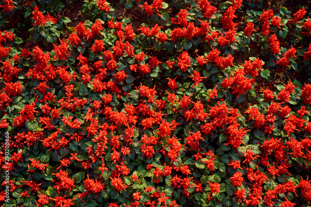 Pattern of red flowers garden bed.