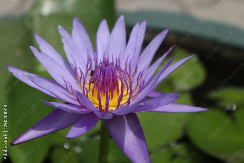 Violet Lotus flower plant in summer.Lotus in Buddhist is symbolic of purity of the body, speech, and mind Violet Lotus flower plant in summer.Lotus in Buddhist is symbolic of purity of the body, speech, and mind