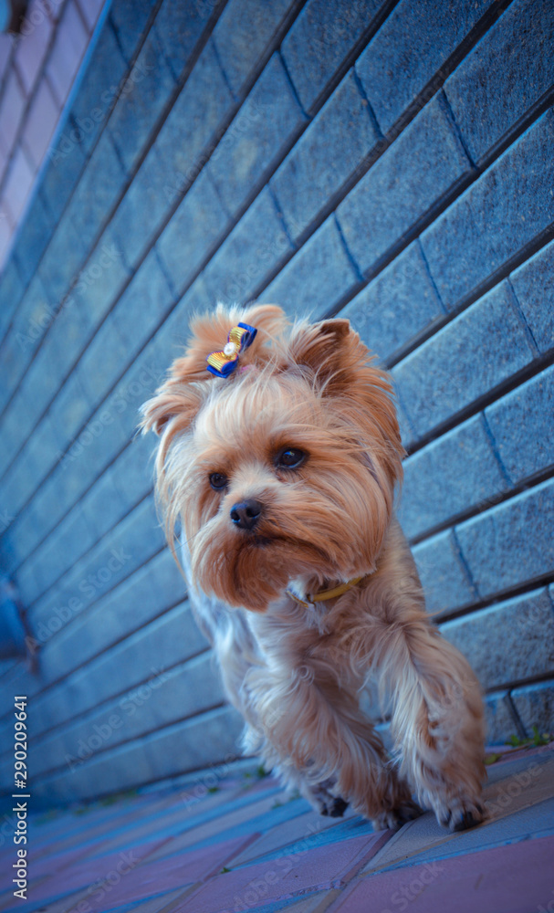 portrait of yorkshire terrier on a white background