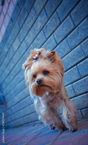 Obraz na płótnie portrait of yorkshire terrier on a white background w salonie