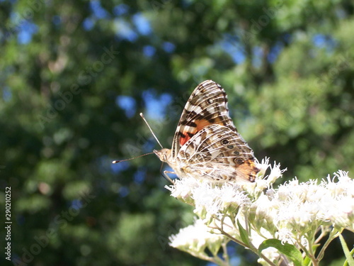 painted lady butterfly (profile)