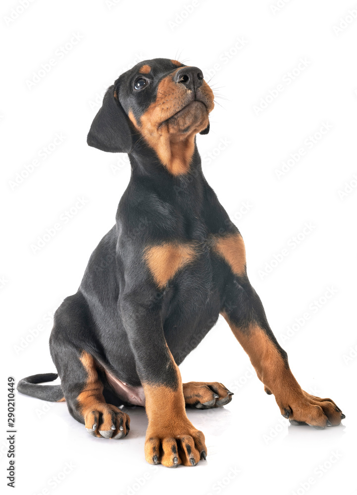 puppy Doberman Pinscher puppy Doberman Pinscher