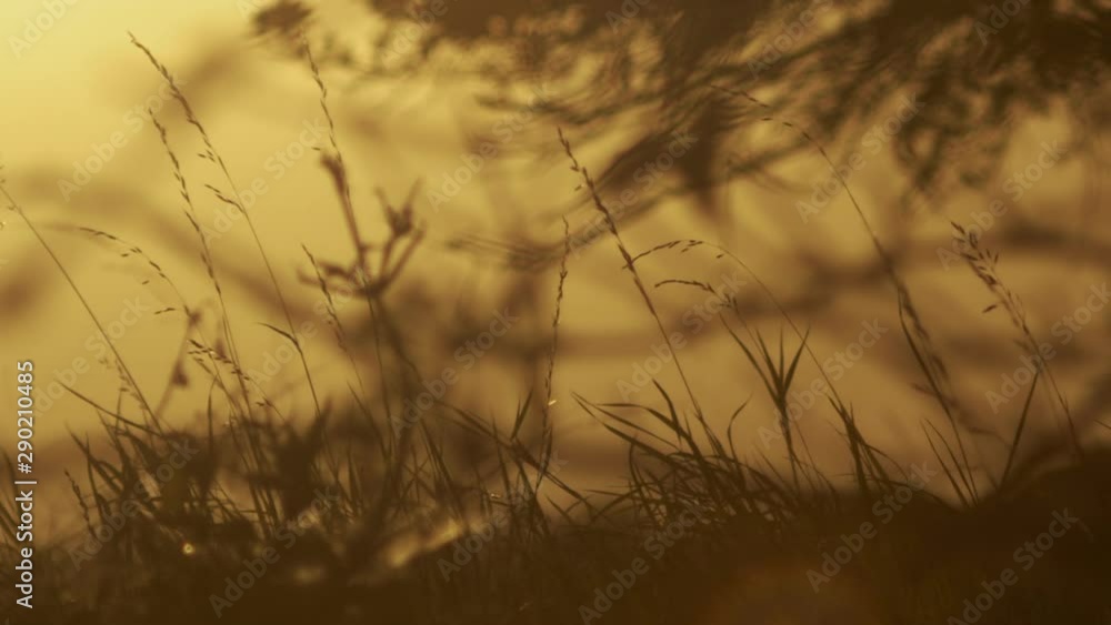 An interesting abstract silhouette formed by meadow grass and a tree branch in the light of the sunset. An interesting abstract silhouette formed by meadow grass and a tree branch in the light of the sunset.