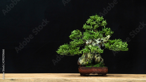 Japanese bonsai tree has a beautiful green color placed on a white wooden table. Waiting to send to customers as a gift in the festival to decorate the restaurant