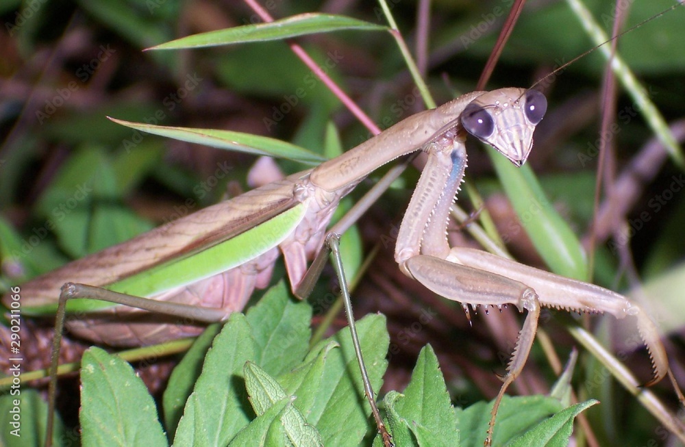 Fototapeta premium brown praying mantis (up-close)
