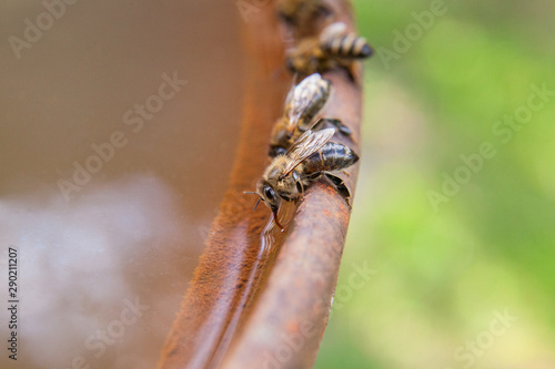 Close up of bee drink water on the brown vintage backgrond.