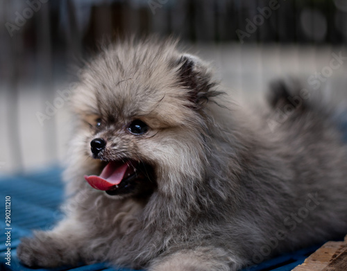 Dark brown fluffy Pomeranian puppy looking to the left with smile in the cage
