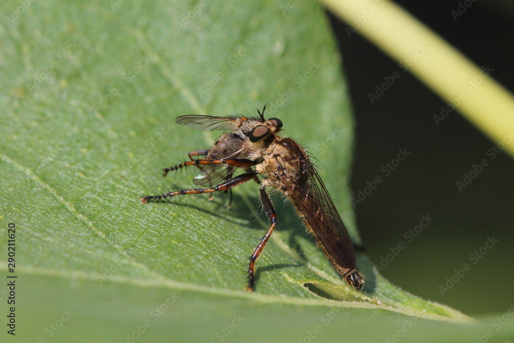 Robber flies eating a little Fly Robber flies eating a little Fly