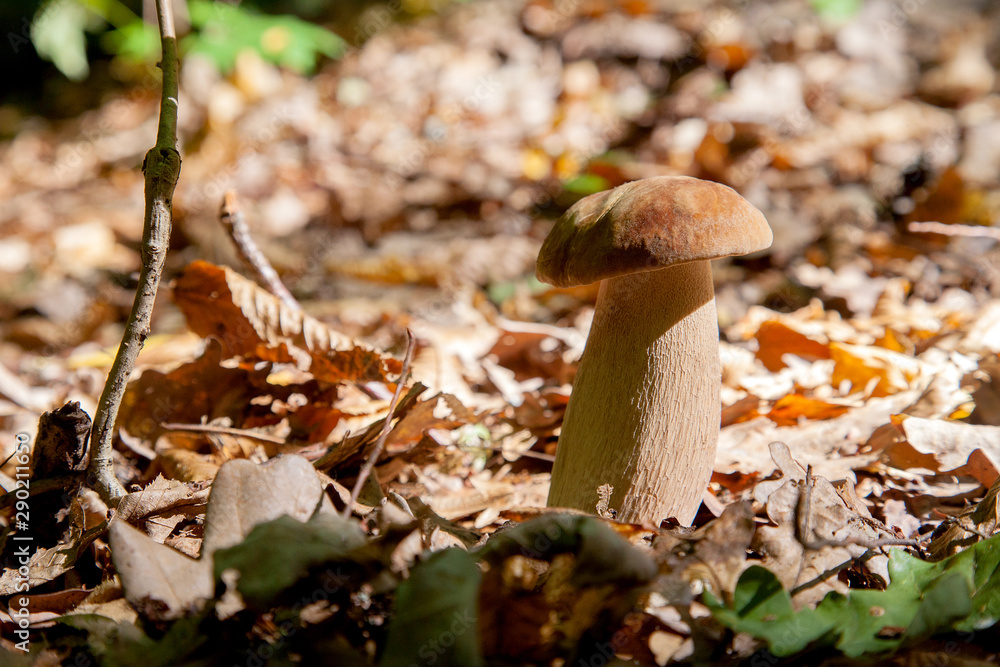 Boletus mushroom in the wild. Porcini mushroom grows on the forest floor at autumn season.. Boletus mushroom in the wild. Porcini mushroom grows on the forest floor at autumn season..