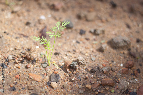 Carrot sprout in Vegetable Garden