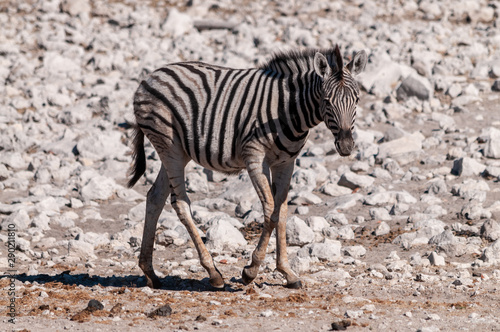 A Burchell s Plains zebra -Equus quagga burchelli- standing on the plains of Etosha National Park  Namibia.