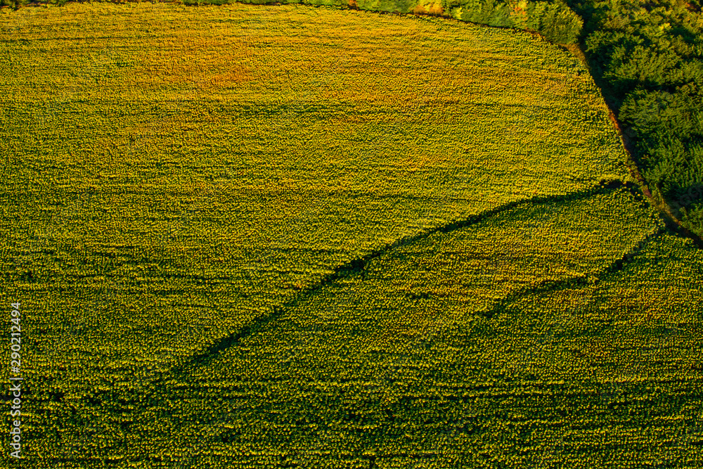 landscape: green and yellow corn fields aerial view landscape: green and yellow corn fields aerial view