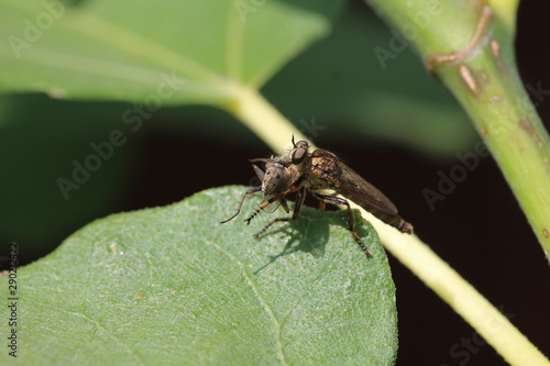 robber flies with prey on a fig leaf © Detlev