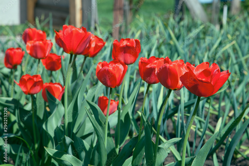 Red tulips under sunlight in the park at the middle of spring.. Red tulips under sunlight in the park at the middle of spring..