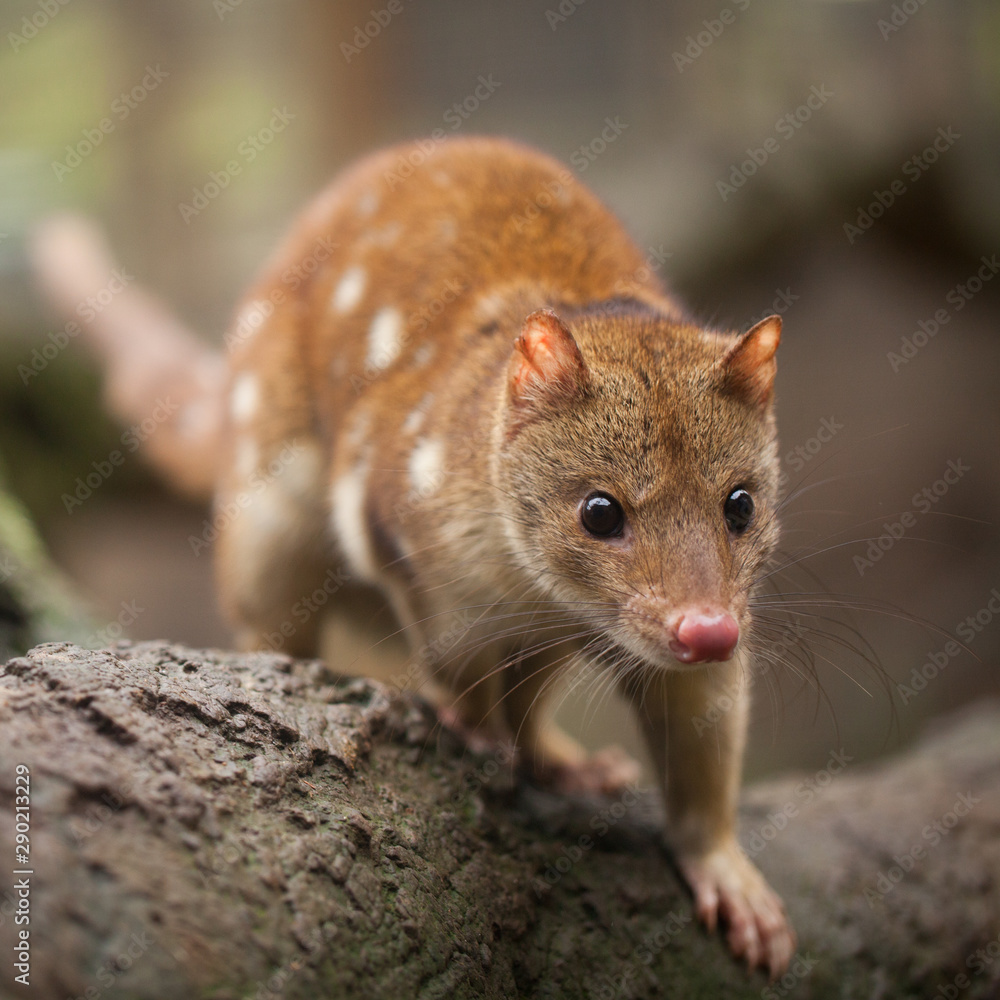 Quoll Quoll