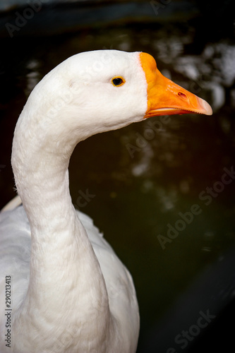 portrait of a goose