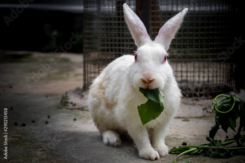 rabbit feeding