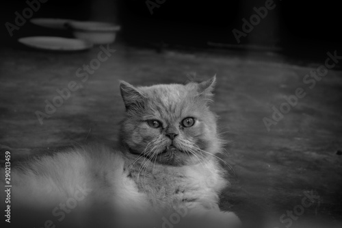 black and white persian cat