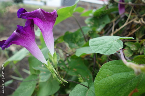 屋外の紫の朝顔の花