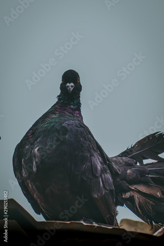 PIGEON