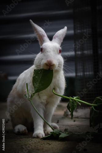 RABBIT FEEDING