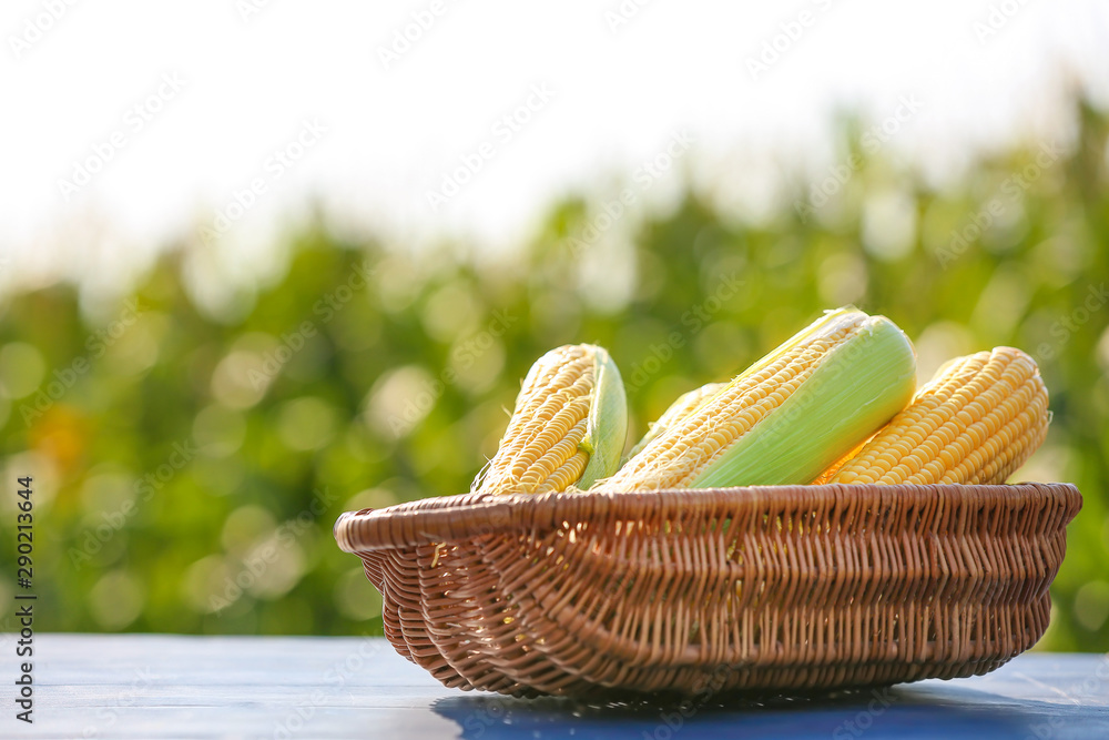 Basket with fresh corn cobs on table outdoors