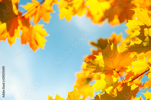 Yellow autumn maple leaves in a forest against the blue sky. Selective focus. Beautiful autumn nature background